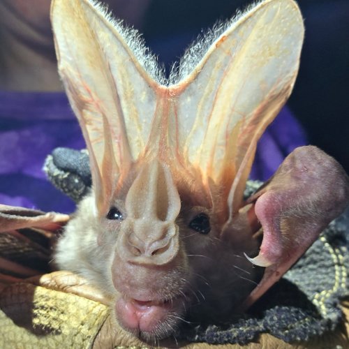 Photo post from batchat4conservation.