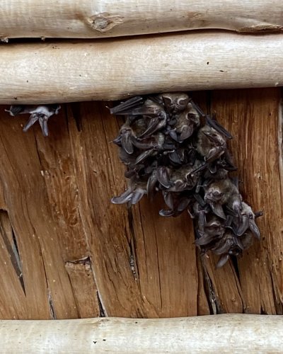 Photo post from chacoconservancy.