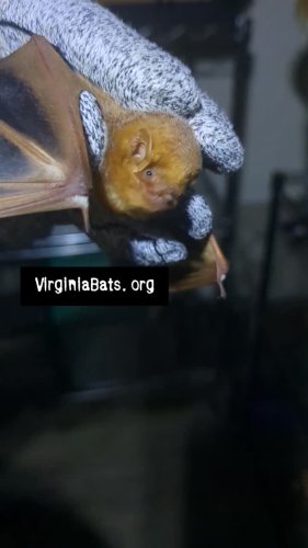 Video post from batconservation_resq_va.