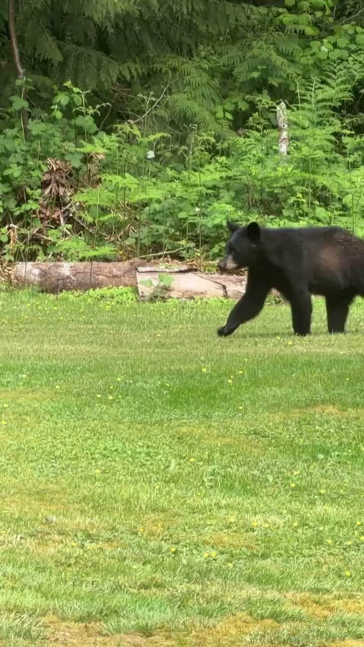 Video post from goldenballmercantile.