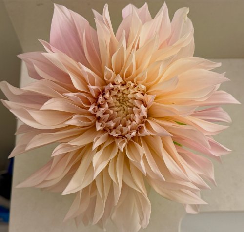 Photo post from goldenballmercantile.
