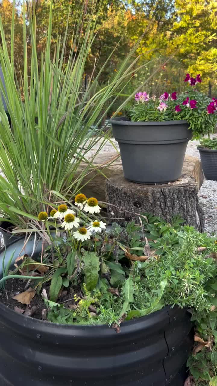 Video post from lilmshappyplants.