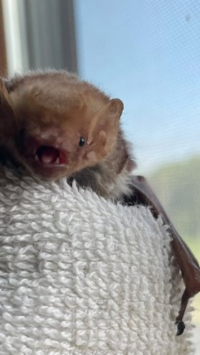 Video post from riwildliferehab.