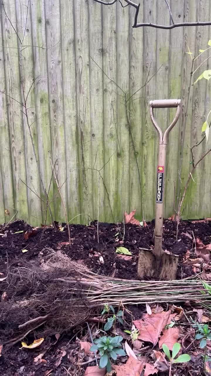 Video post from gilders_leaves.