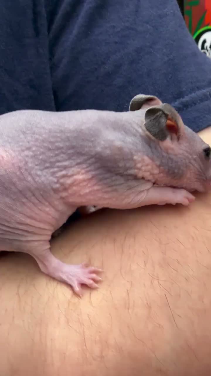 Video post from njexoticpets.