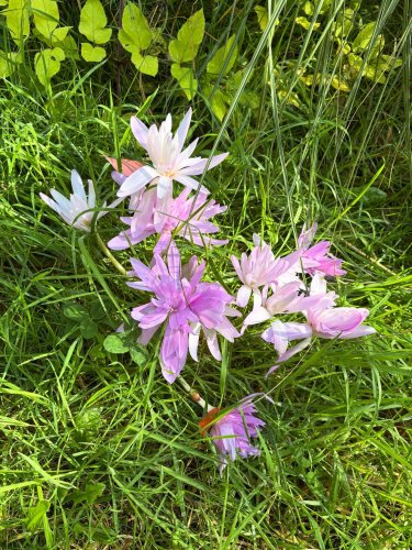 Photo post from gardenhousebrighton.