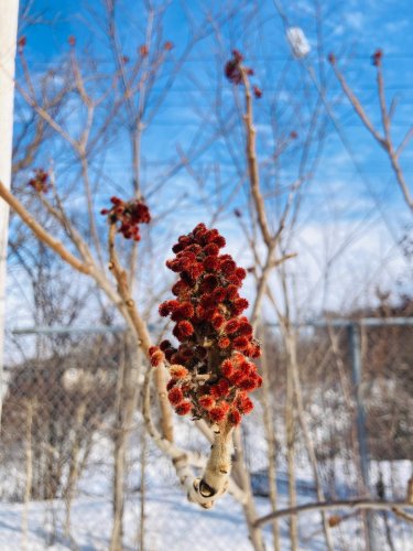 Photo post from forestcitynativegardens.