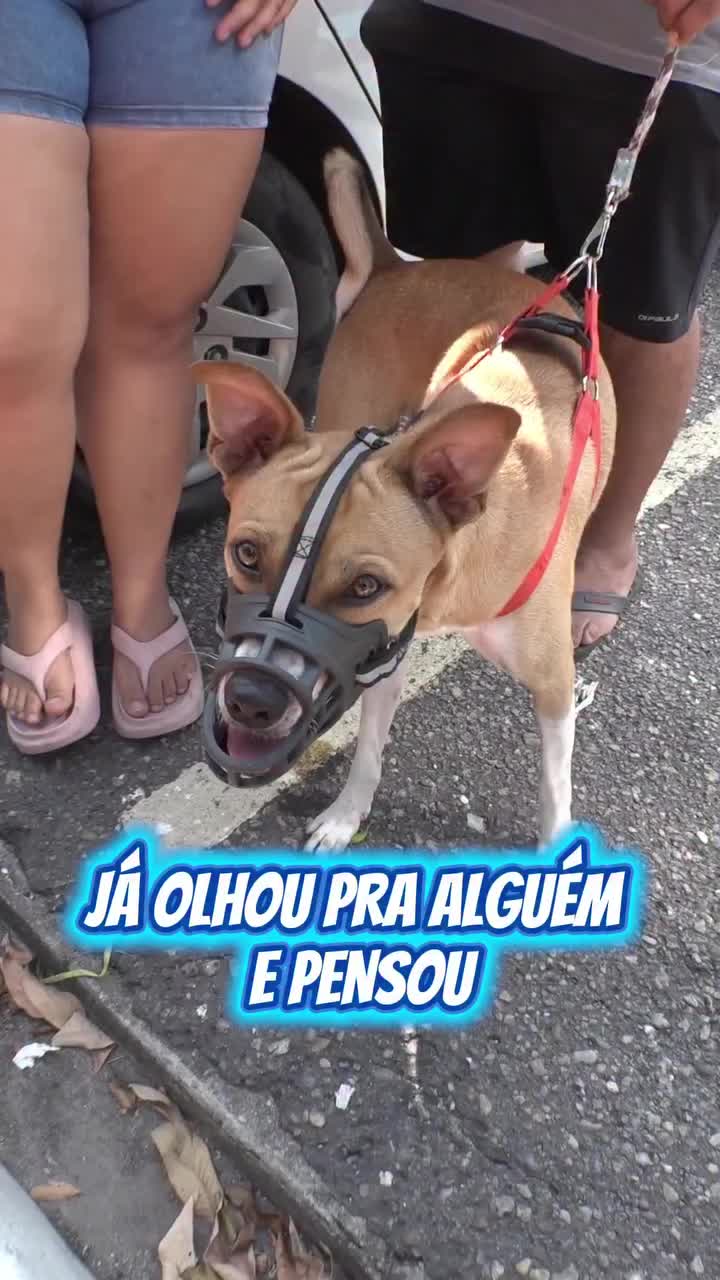 Video post from ananindeuapma.