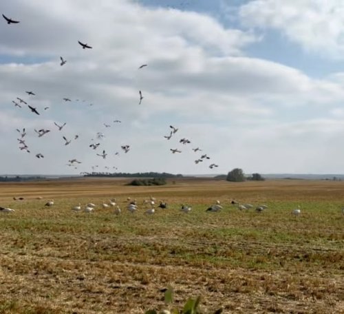 Video post from northernskiesoutfitters.