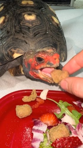 Video post from carapacecritters.