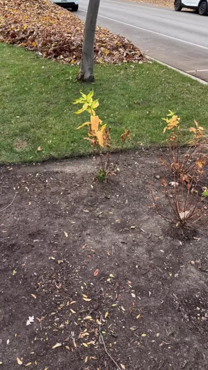 Video post from noticing__nature.