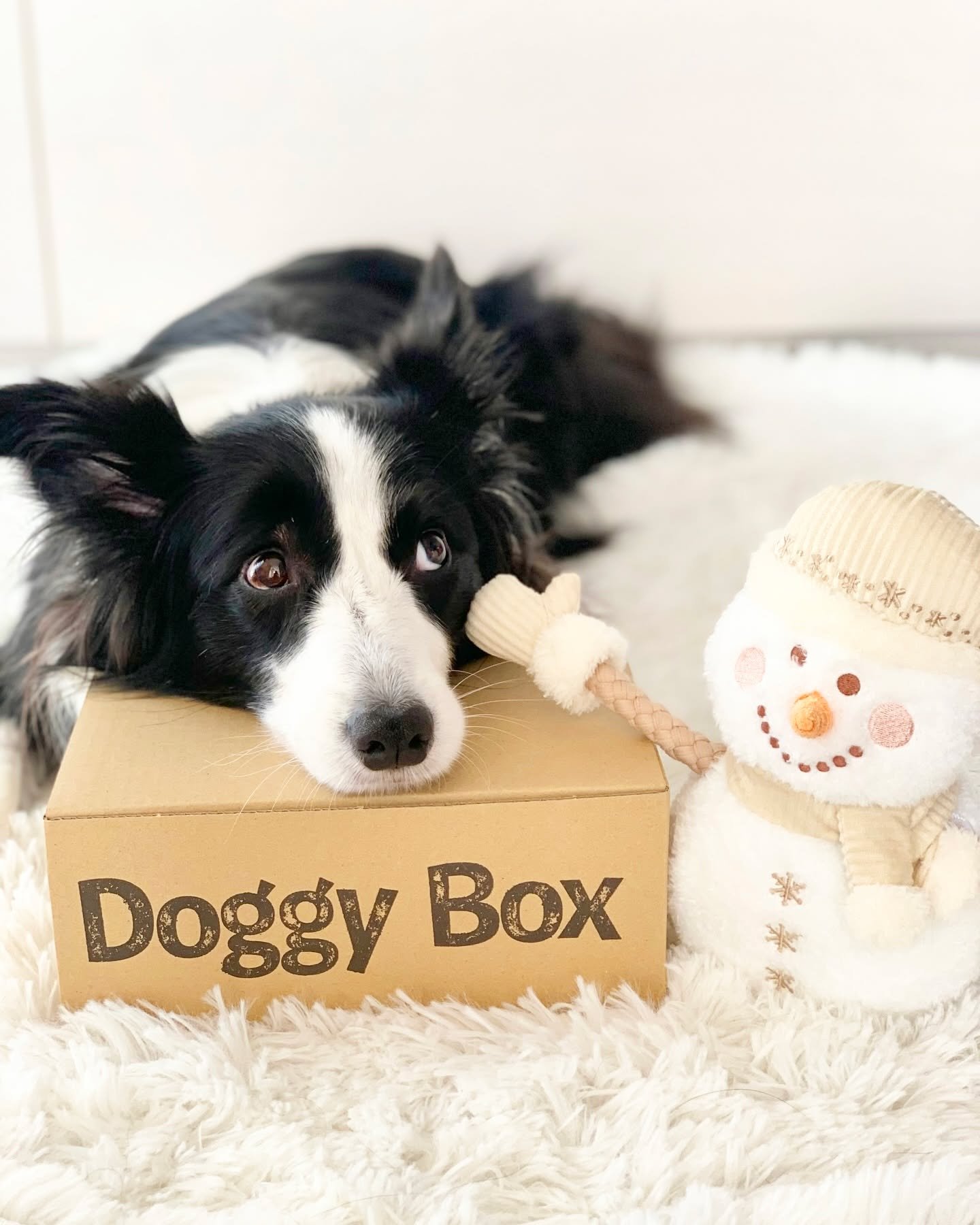 Doggy Box | 毎月サプライズいっぱいのBOXをお届け