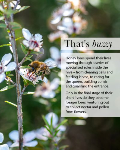 Photo post from comvita_au.