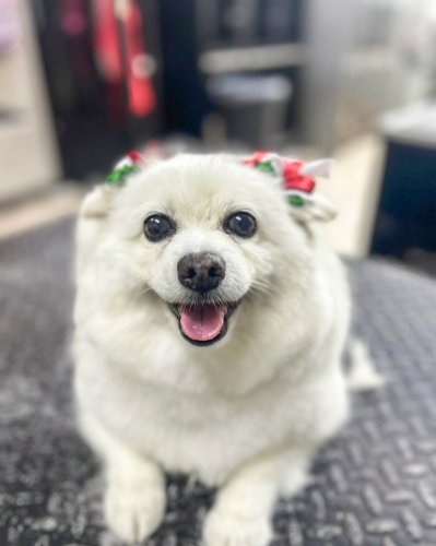 Photo post from medicalpettj.