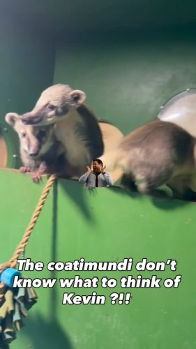 Video post from njexoticpets.