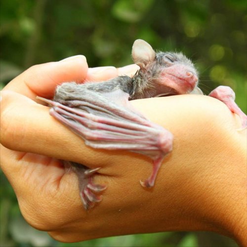 Carousel post from actionfornature.