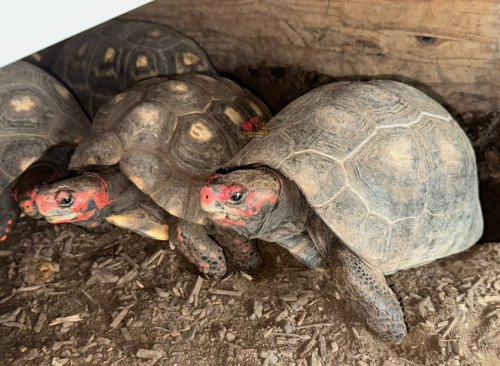 Photo post from carapacecritters.