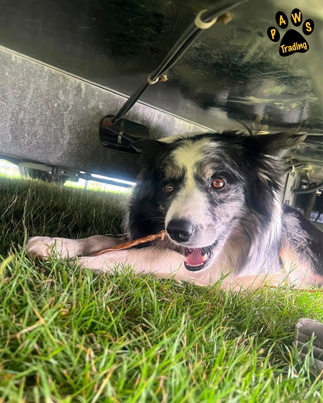 Photo post from pawstrading.