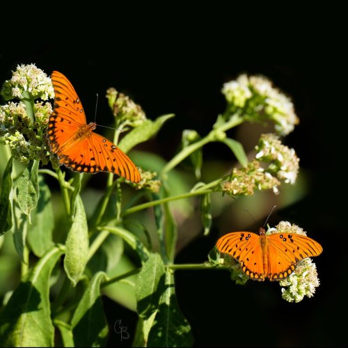 Photo post from texas_pixels.