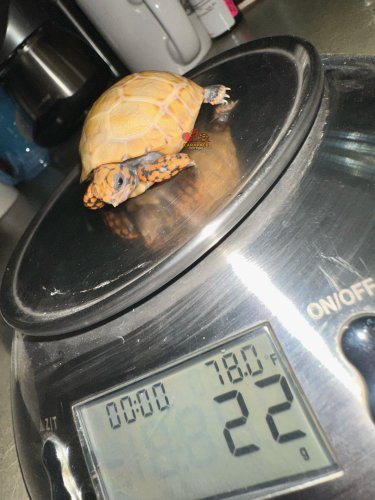 Photo post from carapacecritters.