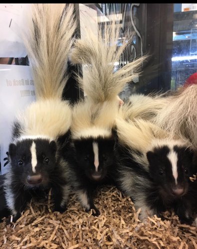 Photo post from njexoticpets.
