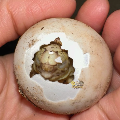 Photo post from carapacecritters.