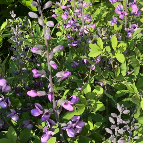 Photo post from nativesinharmony.