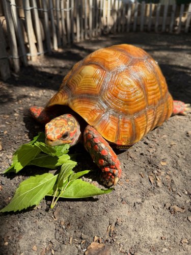 Carousel post from carapacecritters.