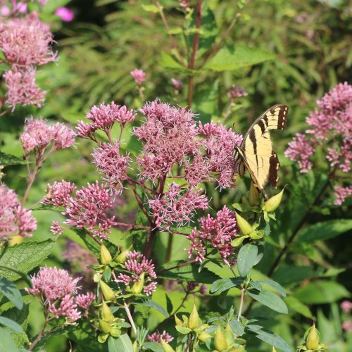 Carousel post from joegardener.