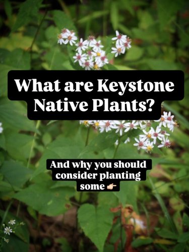 Carousel post from beenative.georgia.