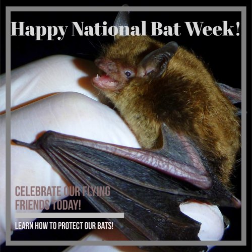 Photo post from wa_invasivespeciescouncil.