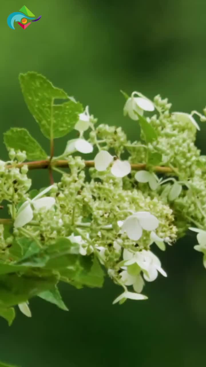 Video post from hokkaidolove.intl.