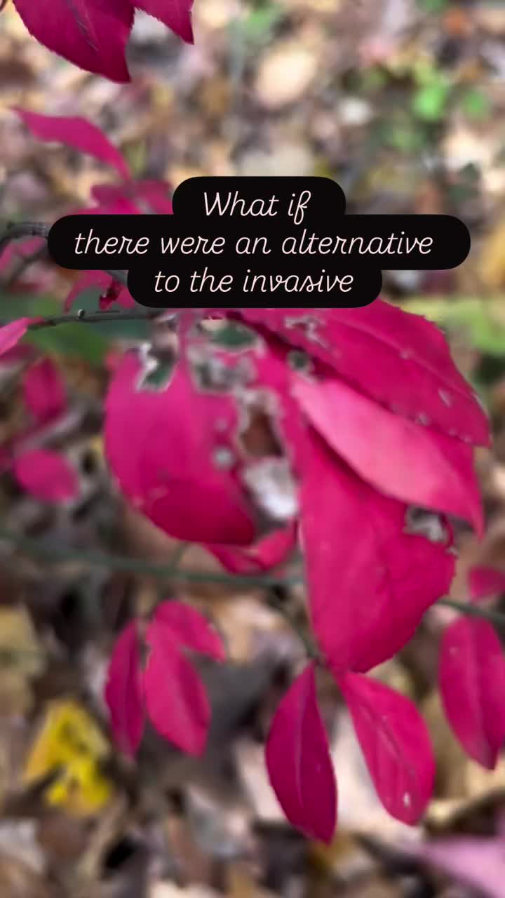 Video post from inthenaturehood.