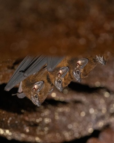 Carousel post from josegabrielwildlife.