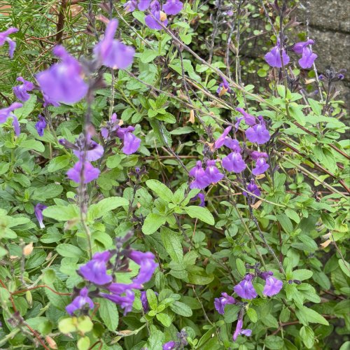 Photo post from gardenhousebrighton.