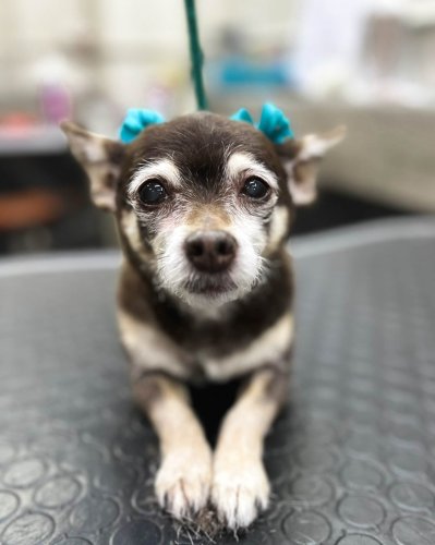 Photo post from medicalpettj.