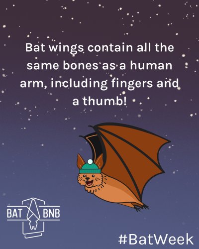 Photo post from batbnb.