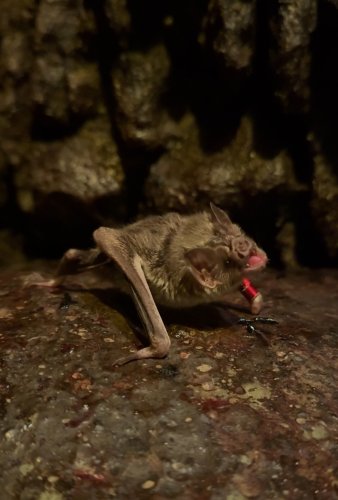 Carousel post from nczoo.