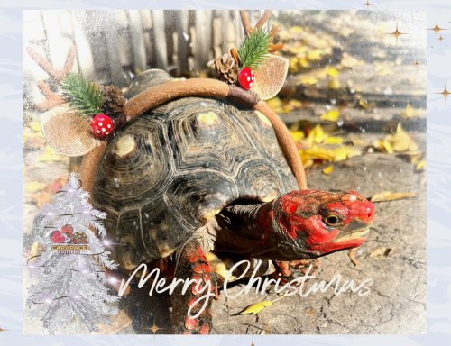 Photo post from carapacecritters.