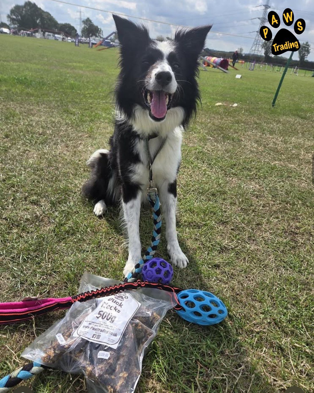 Photo post from pawstrading.