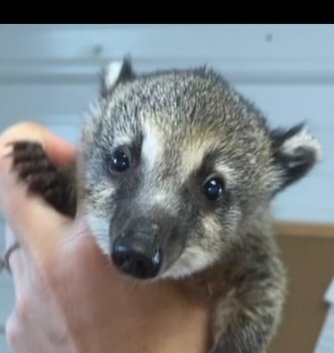 Photo post from njexoticpets.