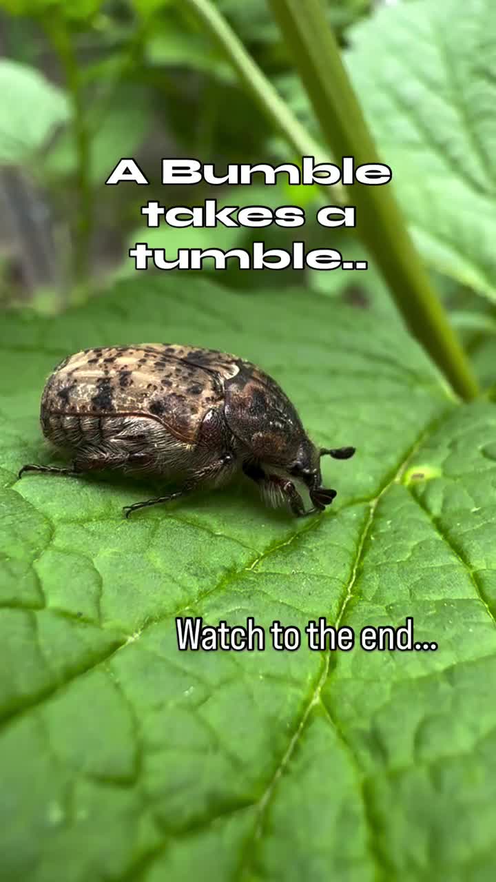 Video post from backyardcolumbus.