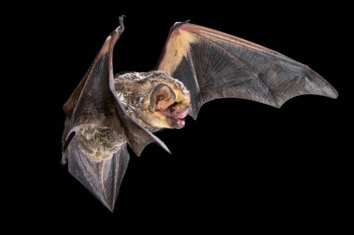 Carousel post from josegabrielwildlife.