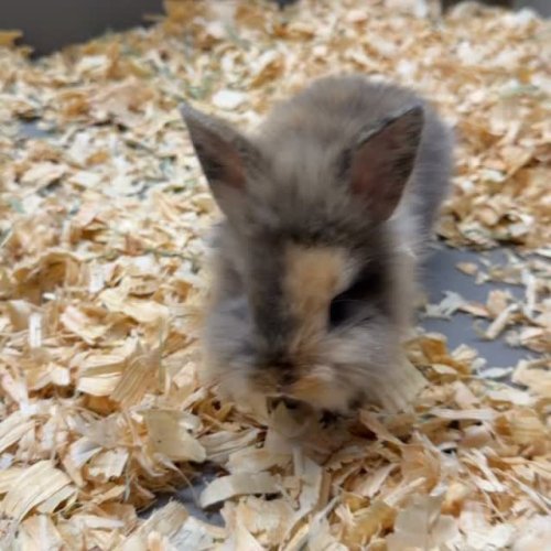 Video post from njexoticpets.