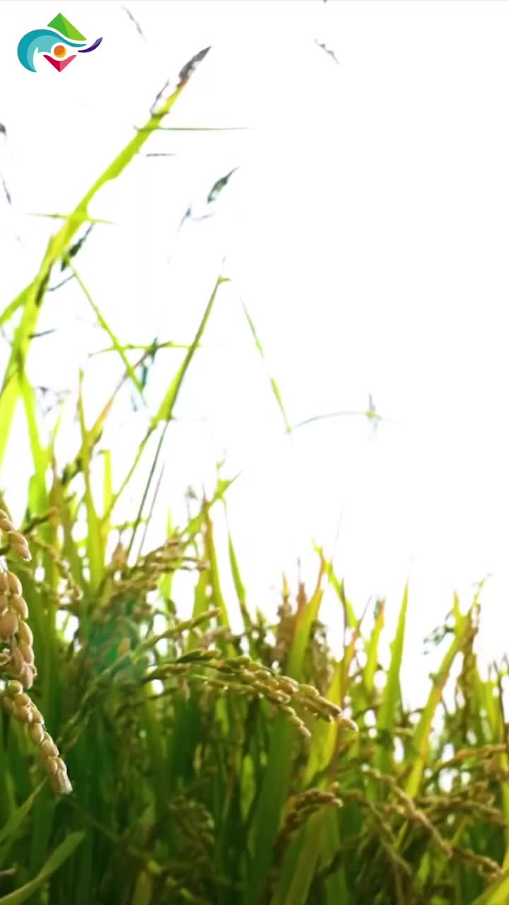 Video post from hokkaidolove.intl.