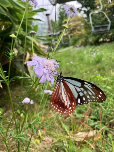 Carousel post from masumizutenkuu.