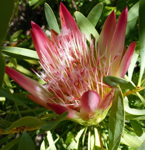 Photo post from fynboslife.