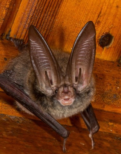 Photo post from njconservation.