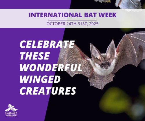 Carousel post from calgarywildlife.