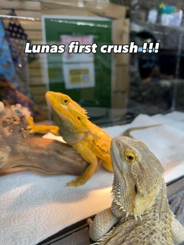 Photo post from njexoticpets.